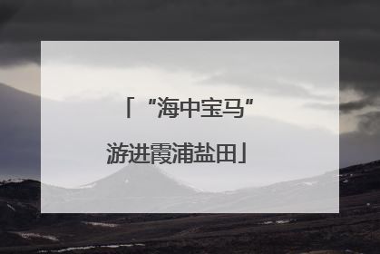 “海中宝马”游进霞浦盐田