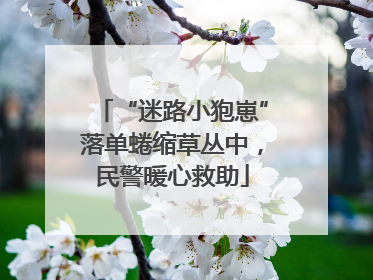 “迷路小狍崽”落单蜷缩草丛中，民警暖心救助
