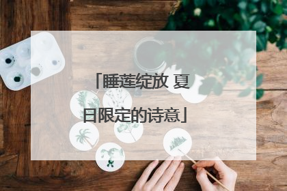 睡莲绽放 夏日限定的诗意