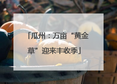 瓜州：万亩“黄金草”迎来丰收季