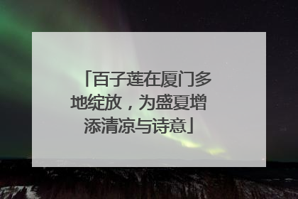 百子莲在厦门多地绽放，为盛夏增添清凉与诗意