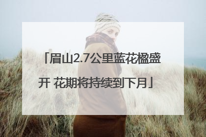 眉山2.7公里蓝花楹盛开 花期将持续到下月