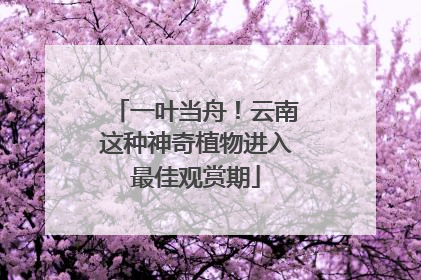 一叶当舟！云南这种神奇植物进入最佳观赏期