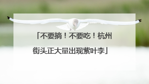 不要摘！不要吃！杭州街头正大量出现紫叶李