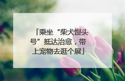 乘坐“柴犬馒头号”抵达治愈，带上宠物去逛个展