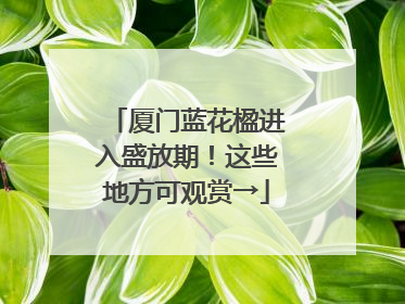 厦门蓝花楹进入盛放期！这些地方可观赏→