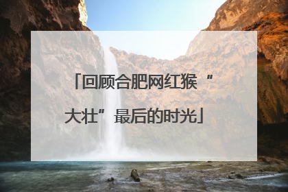 回顾合肥网红猴“大壮”最后的时光