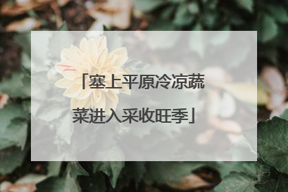 塞上平原冷凉蔬菜进入采收旺季