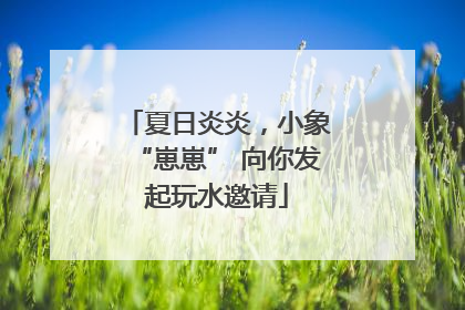 夏日炎炎，小象“崽崽” 向你发起玩水邀请