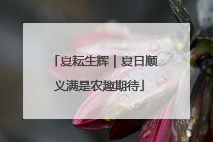 夏耘生辉｜夏日顺义满是农趣期待