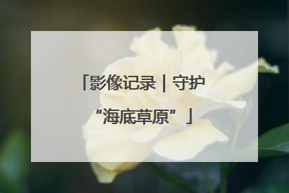 影像记录｜守护“海底草原”
