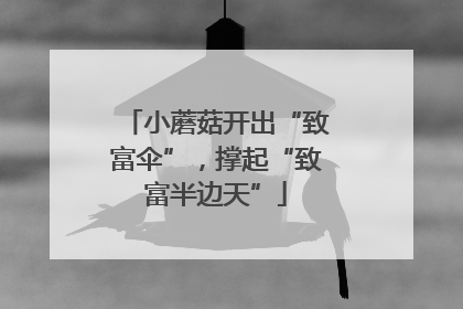 小蘑菇开出“致富伞”，撑起“致富半边天”