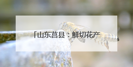 山东莒县：鲜切花产业成为当地农业增效、农民增收的重要产业发展和特色品牌