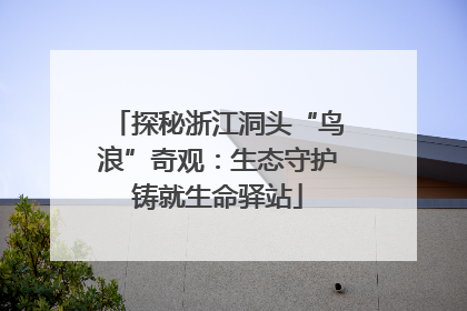 探秘浙江洞头“鸟浪”奇观：生态守护铸就生命驿站