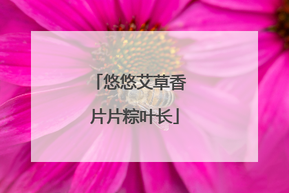 悠悠艾草香 片片粽叶长