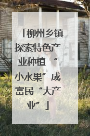 柳州乡镇探索特色产业种植 “小水果”成富民“大产业”