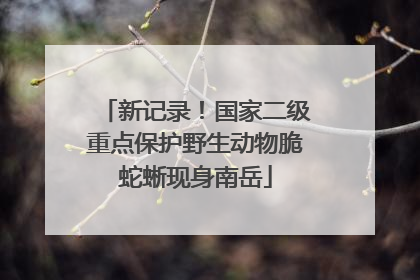 新记录！国家二级重点保护野生动物脆蛇蜥现身南岳