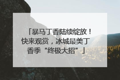 暴马丁香陆续绽放！快来观赏，冰城最美丁香季“终极大招”