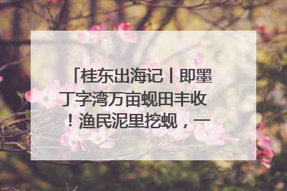 桂东出海记丨即墨丁字湾万亩蚬田丰收！渔民泥里挖蚬，一天上岸过千斤