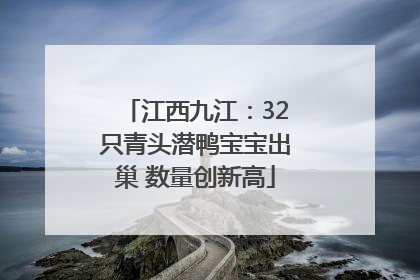 江西九江：32只青头潜鸭宝宝出巢 数量创新高