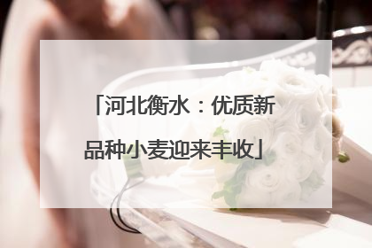 河北衡水：优质新品种小麦迎来丰收