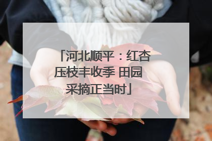 河北顺平：红杏压枝丰收季 田园采摘正当时