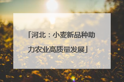 河北：小麦新品种助力农业高质量发展