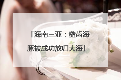 海南三亚：糙齿海豚被成功放归大海