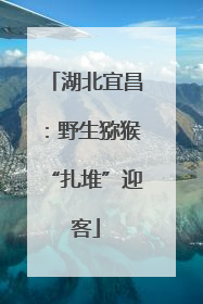 湖北宜昌：野生猕猴“扎堆”迎客