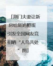 荆门夫妻让新房给斑鸠孵蛋 引发全国网友竞相晒“人鸟共处”图