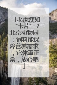 老虎瘦如“卡片”？北京动物园：饲料能保障营养需求，它体重正常，放心吧