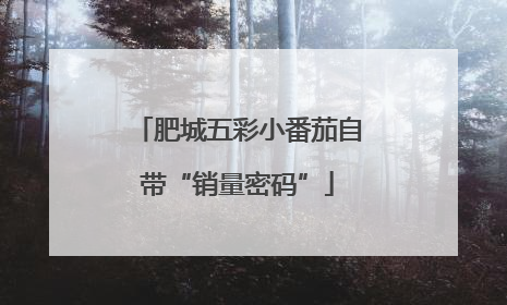 肥城五彩小番茄自带“销量密码”