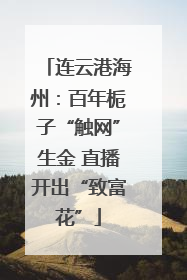 连云港海州：百年栀子“触网”生金 直播开出“致富花”
