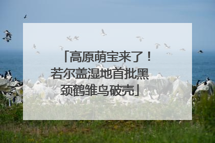 高原萌宝来了！若尔盖湿地首批黑颈鹤雏鸟破壳