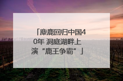 麋鹿回归中国40年 洞庭湖畔上演“鹿王争霸”
