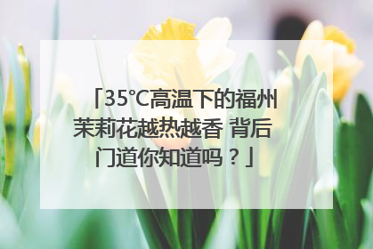 35℃高温下的福州茉莉花越热越香 背后门道你知道吗？